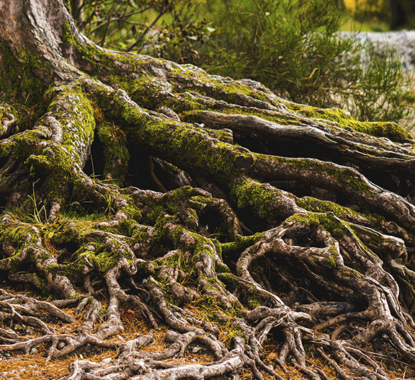 Importância da Árvore Genealógica para as Próximas Gerações